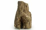 Triassic-Age Petrified Wood Log - Madagascar #378880-2